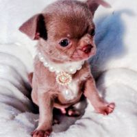 Petit male chihuahua #1