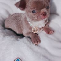 Petit male chihuahua #0