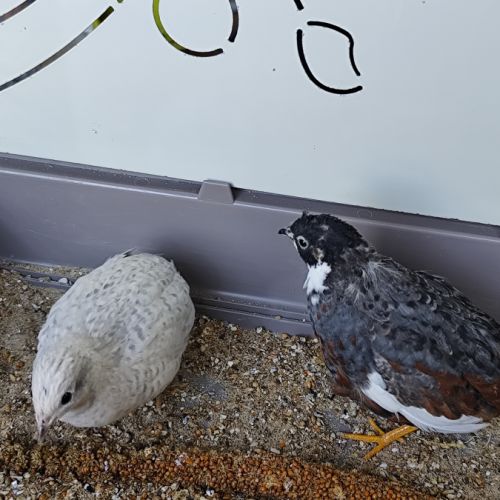 Couple de caille de chine 2025 #0