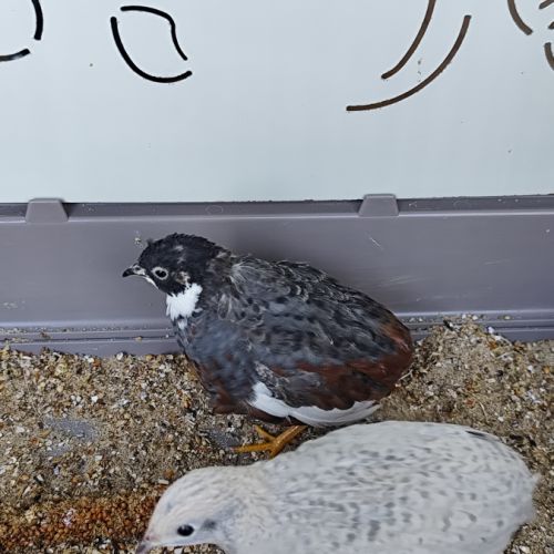 Couple de caille de chine 2025 #3