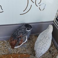 Couple de caille de chine 2025 #1