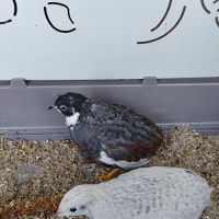 Couple de caille de chine 2025 #3