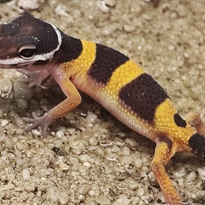 Juvénile gecko léopard #1