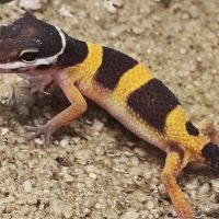 Juvénile gecko léopard #1