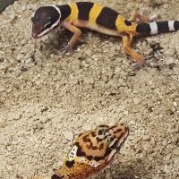 Juvénile gecko léopard