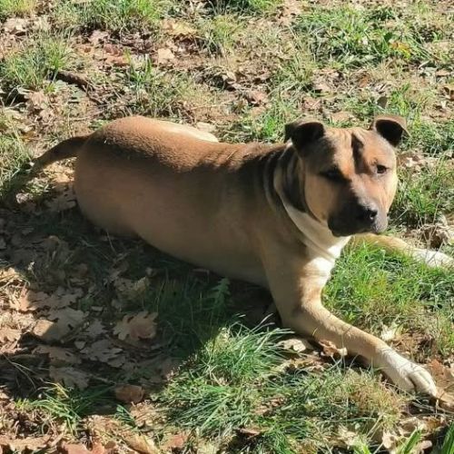 Chien tayco à l adoption #0