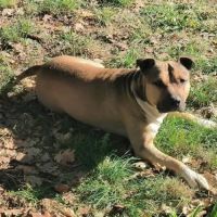 Chien tayco à l adoption