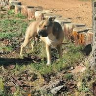Chien tayco à l adoption #2