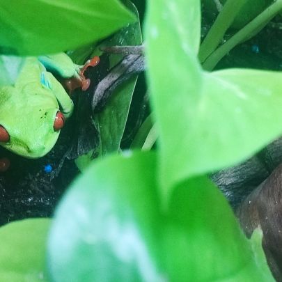 Rainette aux yeux rouges femelle