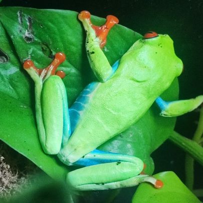 Rainette aux yeux rouges femelle #2