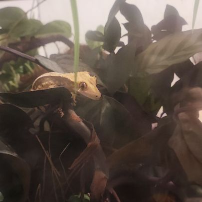 Gecko a crête femelle #1