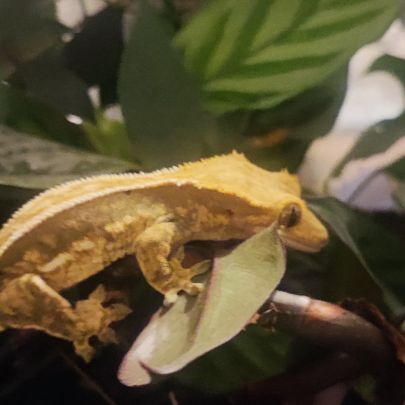 Gecko a crête femelle