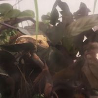 Gecko a crête femelle #1