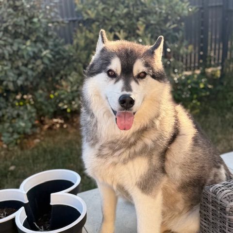 Chien oscar snow à l adoption