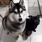 Chien oscar snow à l adoption #2