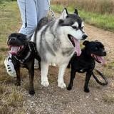 Chien oscar snow à l adoption #4