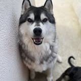 Chien oscar snow à l adoption #3