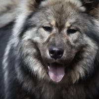 Eurasier mâle lof #2