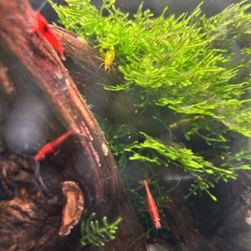 Crevettes red cherry - yellow #1