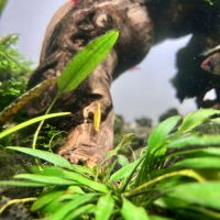 Crevettes red cherry - yellow #0