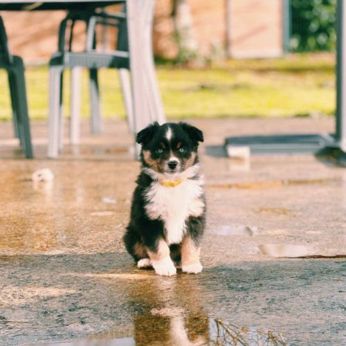 Berger américain miniature