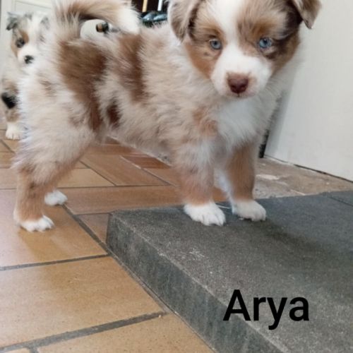 Berger américain miniature #2