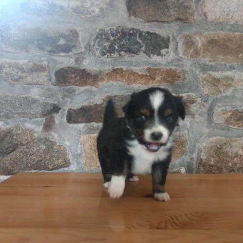 Berger américain miniature #4