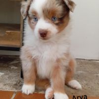 Berger américain miniature #0