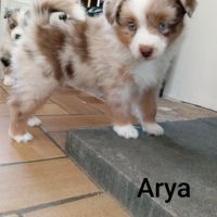 Berger américain miniature #2