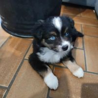 Berger américain miniature #3