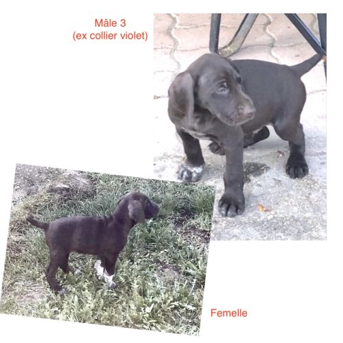 Chiots braque allemand lof #1