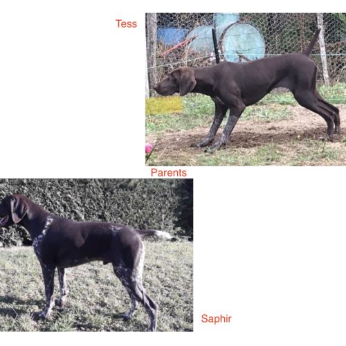 Chiots braque allemand lof #2