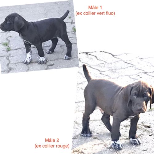 Chiots braque allemand lof #0
