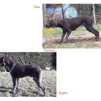 Chiots braque allemand lof #2