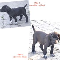 Chiots braque allemand lof