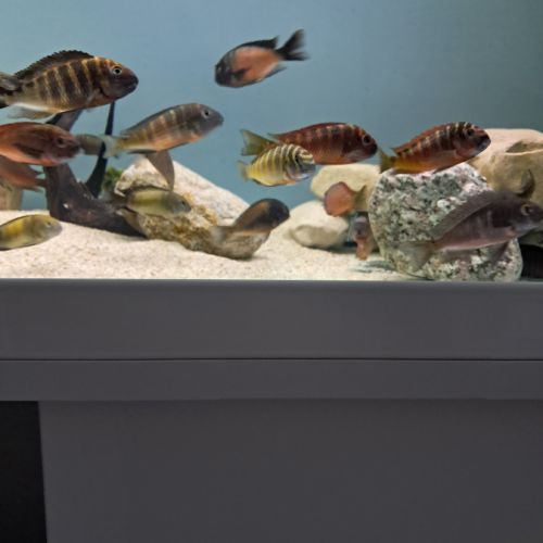 Tropheus ikola, moliro et red belly