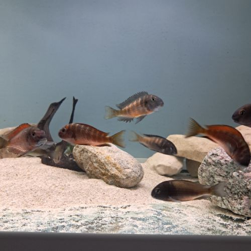 Tropheus ikola, moliro et red belly #5