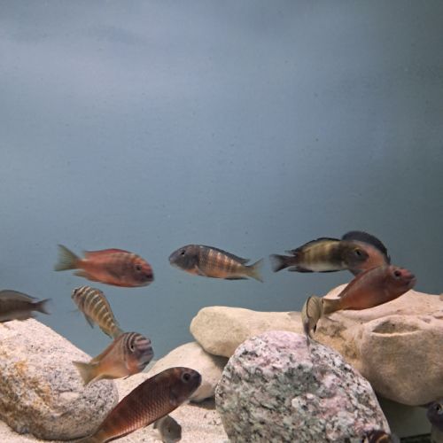 Tropheus ikola, moliro et red belly #6