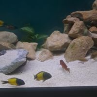 Tropheus ikola, moliro et red belly #1