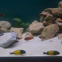 Tropheus ikola, moliro et red belly #2