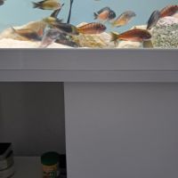 Tropheus ikola, moliro et red belly #3