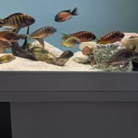 Tropheus ikola, moliro et red belly #0