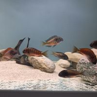 Tropheus ikola, moliro et red belly #5