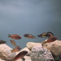 Tropheus ikola, moliro et red belly #6