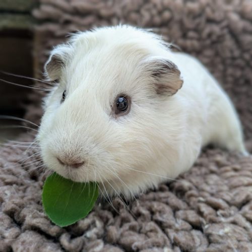 Cochon d'inde mâle, american, 1 an #2