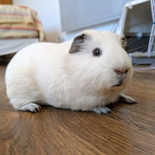 Cochon d'inde mâle, american, 1 an #3