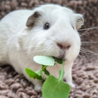 Cochon d'inde mâle, american, 1 an