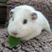 Cochon d'inde mâle, american, 1 an #2