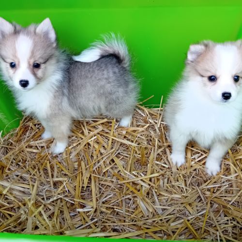 Magnifique et rare chiot poshie (spitz-shetland)