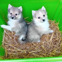 Magnifique et rare chiot poshie (spitz-shetland) #1